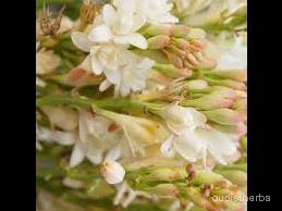 augmented_Polianthes tuberosa flower4_rotated_270.jpeg